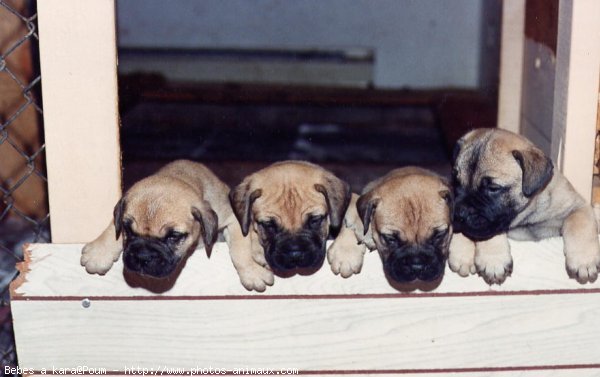 Photo de Bullmastiff