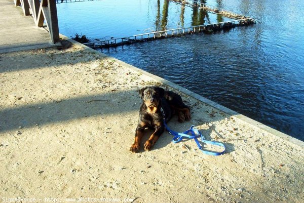 Photo de Rottweiler