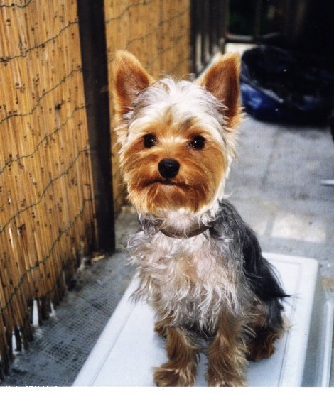 Photo de Yorkshire terrier