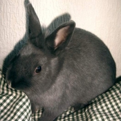 Photo de Lapin