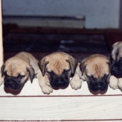 Photo de Bullmastiff