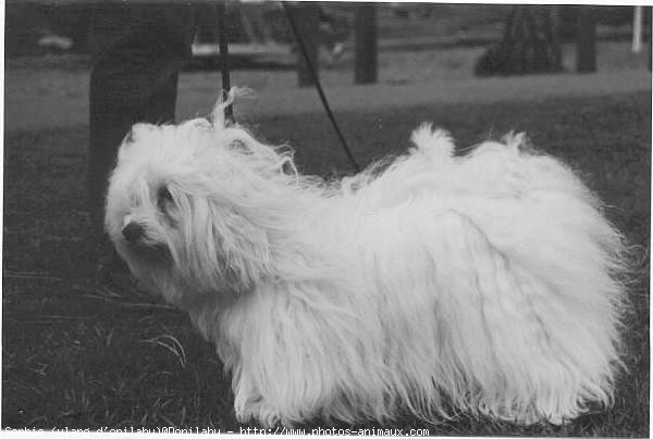 Photo de Coton de tulear