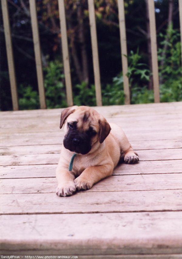 Photo de Bullmastiff