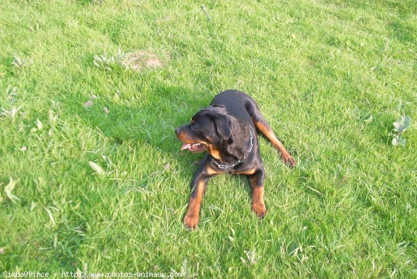 Photo de Rottweiler