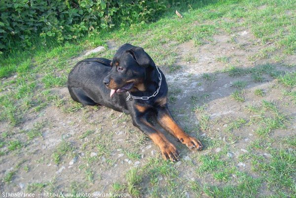 Photo de Rottweiler