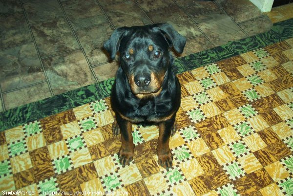 Photo de Rottweiler