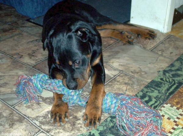 Photo de Rottweiler