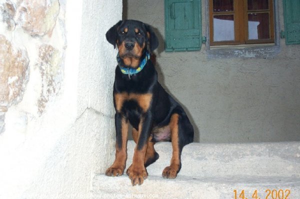 Photo de Rottweiler