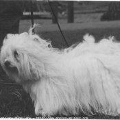 Photo de Coton de tulear