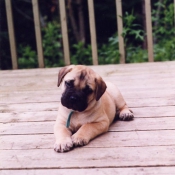 Photo de Bullmastiff