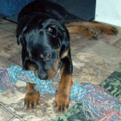 Photo de Rottweiler