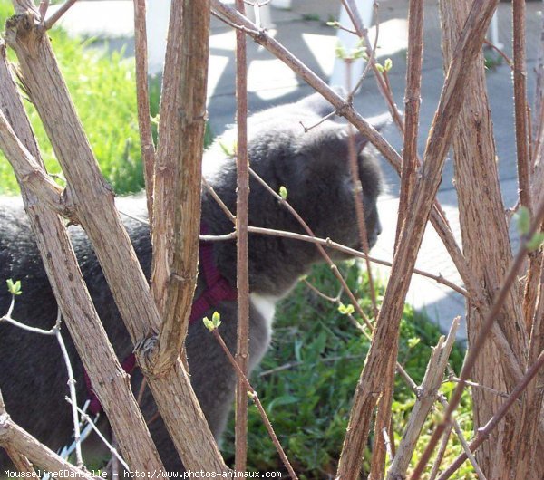 Photo de Chartreux