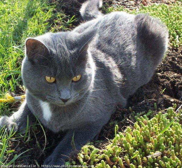 Photo de Chartreux