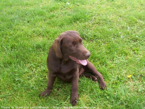 Photo de Labrador retriever