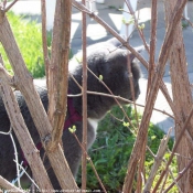 Photo de Chartreux