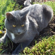 Photo de Chartreux