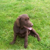 Photo de Labrador retriever