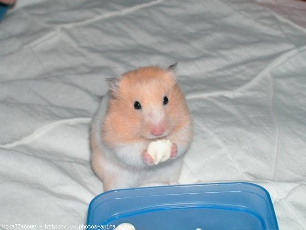 Photo de Hamster