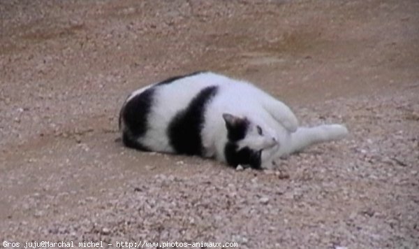 Photo de Chat domestique