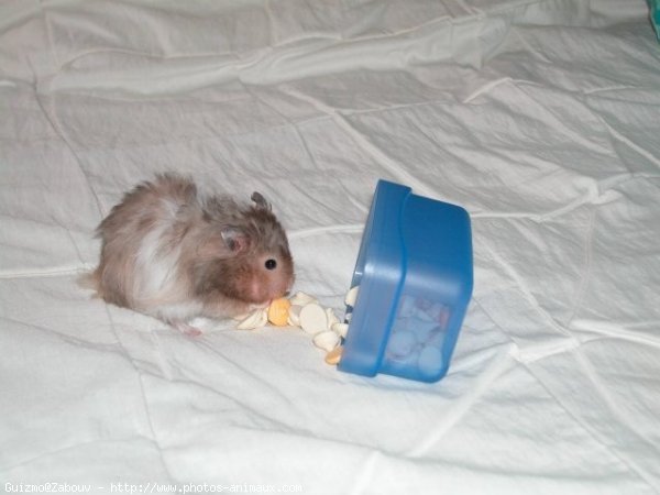 Photo de Hamster