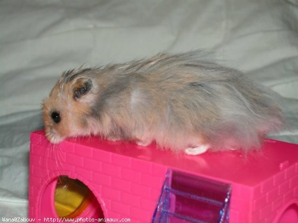 Photo de Hamster