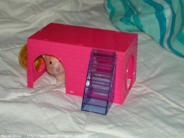 Photo de Hamster