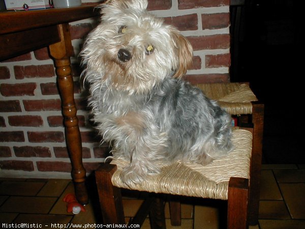 Photo de Yorkshire terrier