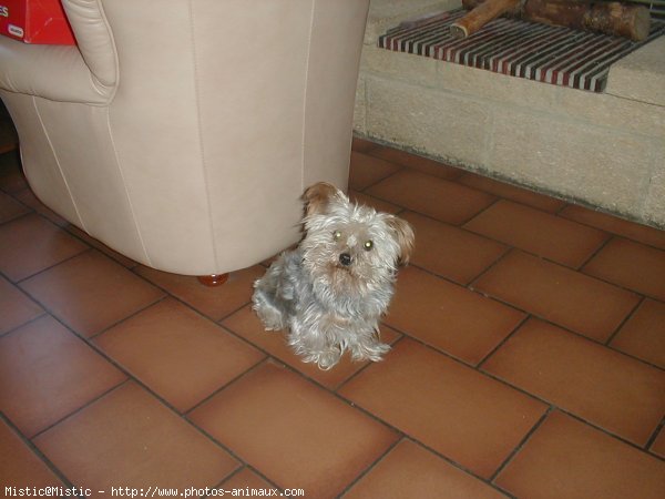 Photo de Yorkshire terrier