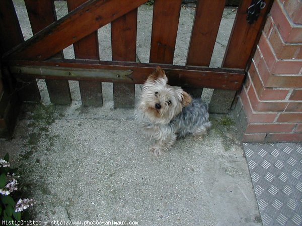 Photo de Yorkshire terrier