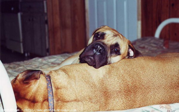 Photo de Bullmastiff