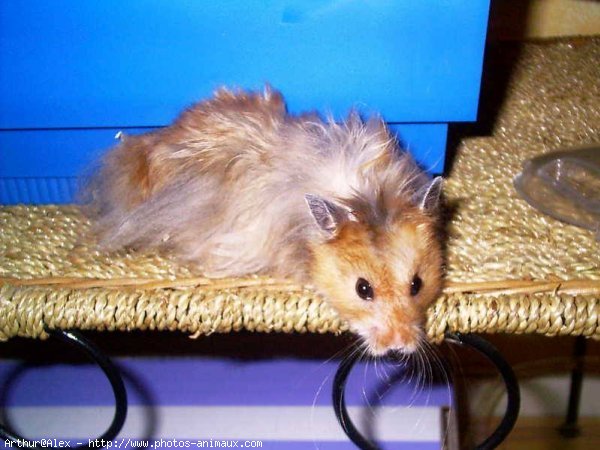 Photo de Hamster