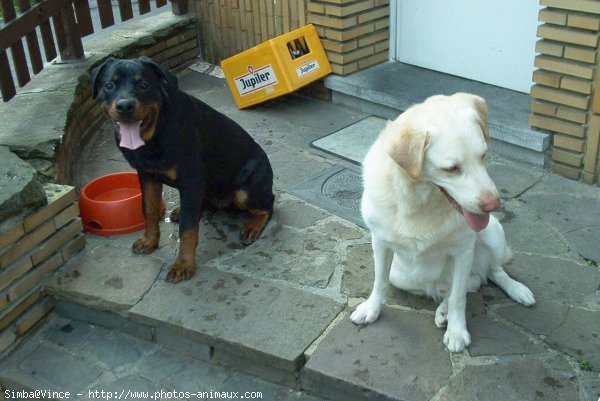 Photo de Rottweiler