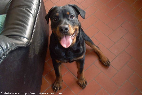 Photo de Rottweiler