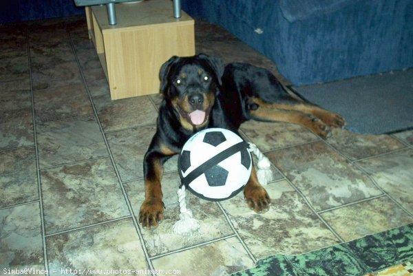 Photo de Rottweiler