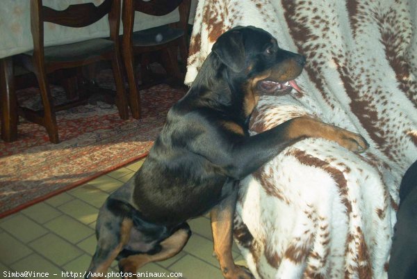 Photo de Rottweiler