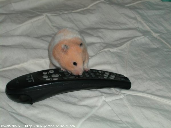 Photo de Hamster