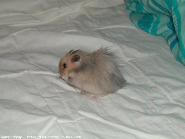 Photo de Hamster