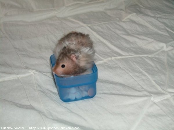 Photo de Hamster