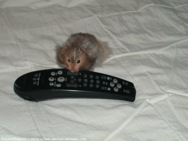 Photo de Hamster