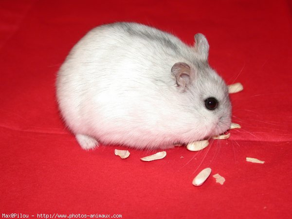 Photo de Hamster