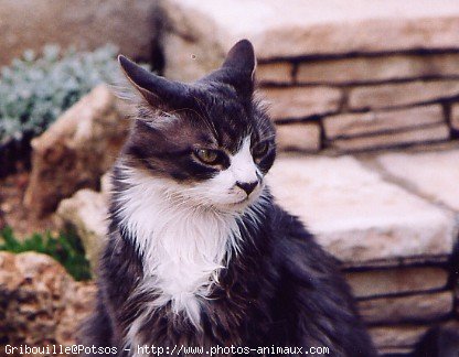 Photo de Chat domestique