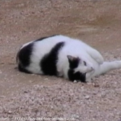 Photo de Chat domestique