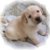 Photo de Labrador retriever