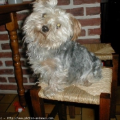 Photo de Yorkshire terrier