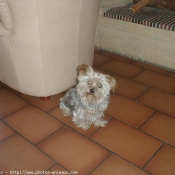 Photo de Yorkshire terrier