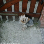 Photo de Yorkshire terrier