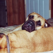 Photo de Bullmastiff