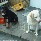 Photo de Rottweiler