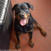 Photo de Rottweiler