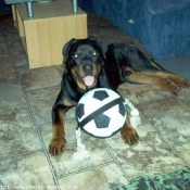 Photo de Rottweiler